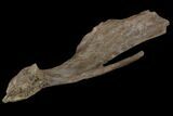 Hadrosaur Jugal (Cheek) Bone - Montana #97809-2